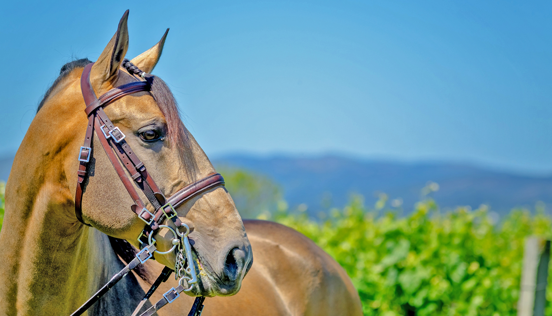 Centro Equestre Vale do Lima