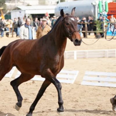 ESPECTÁCULO EQUESTRE REALIZADO NA FEIRA ANUAL DA TROFA