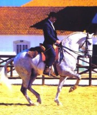 INTERNSHIPS WITH THE HORSERIDERS PAULO BARREIROS MOTA, BENTO CASTELHANO E LUÍSA VALENÇA RODRIGUES