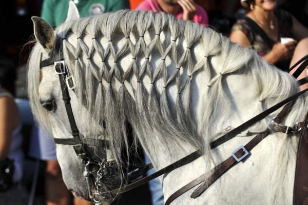 PONTE DE LIMA “NA CORRIDA” POR HIPÓDROMO PARA REFORÇAR DESTINO EQUESTRE