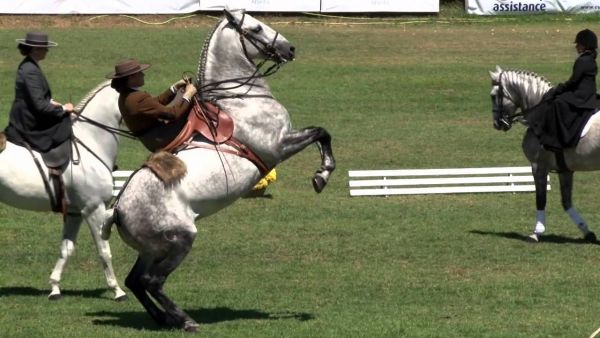 "O Orgulho de Portugal” brilha no London International Horse Show