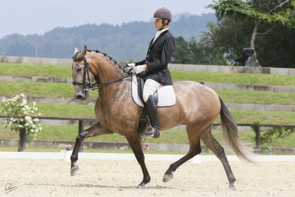 Salvador Pessanha com bons resultados na Feira do Cavalo de Ponte de Lima 2017