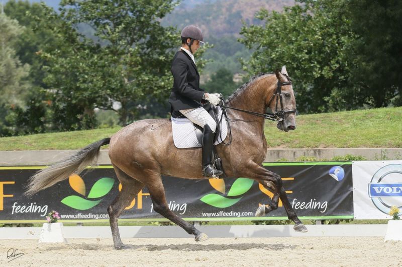 Salvador Pessanha com bons resultados na Feira do Cavalo de Ponte de Lima 2017