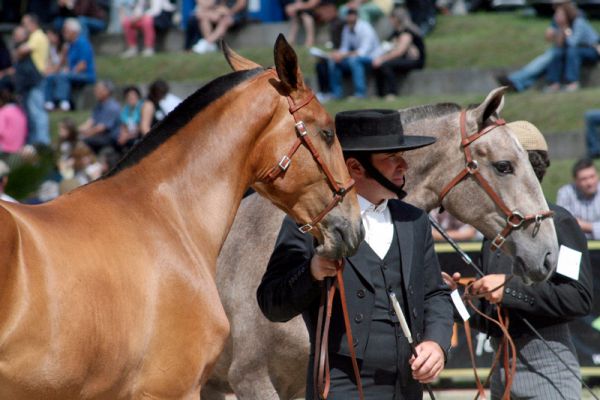 FEIRA DO CAVALO SALTA PARA A INTERNACIONALIZAÇÃO